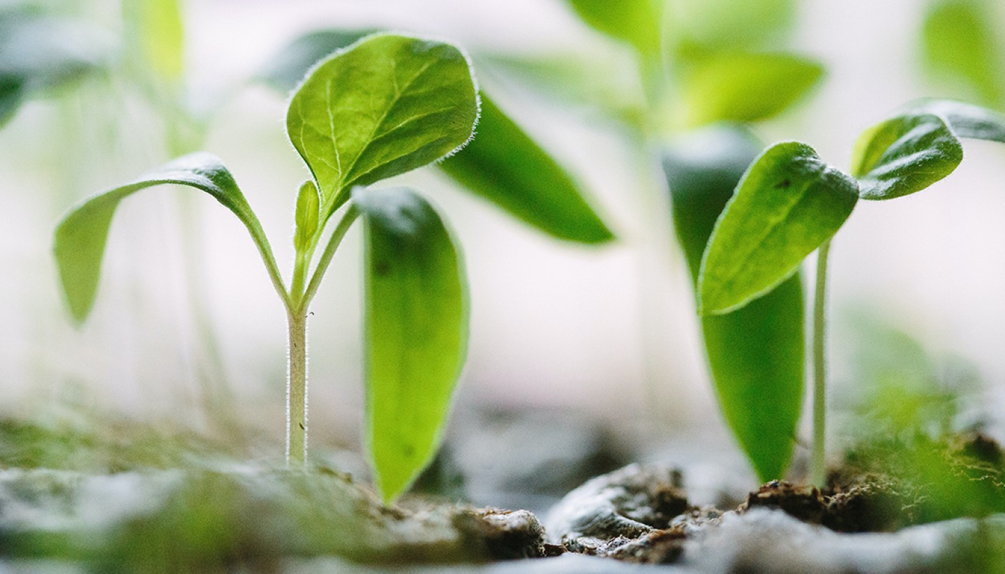 Can Music Help Plants Grow? TOTIM